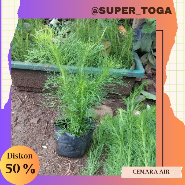 Paket 5 tanaman hias Cemara air /tanaman pagar bibit cemara air bibit cemara pagar