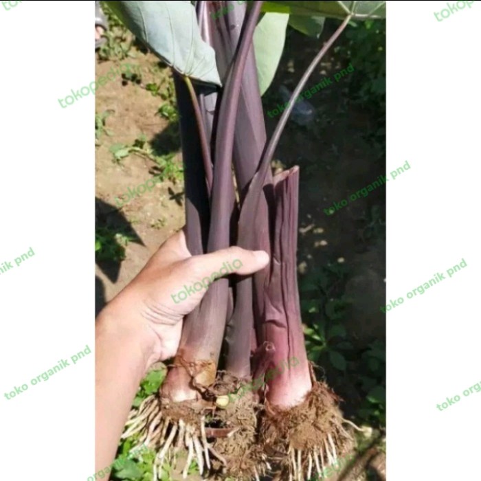 bibit talas ungu-bibit talas lompong bibit lompong sayuran siap tanam