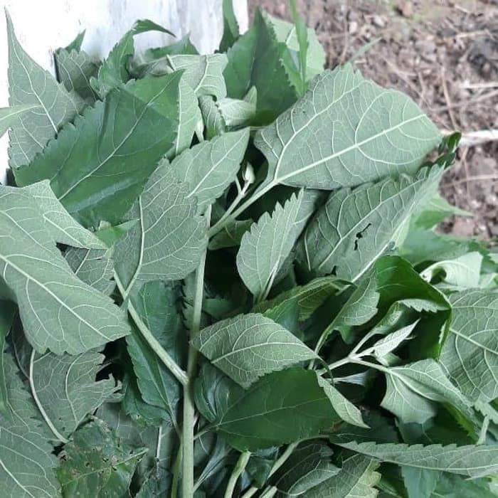 

Promo Daun Marenggo atau Kirinyuh segar Berat 500 gram 1