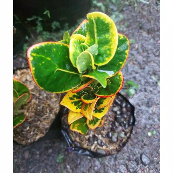 >( BISA COD ) Tanaman Hias Puring Apel Koin / Pohon Puring Koin / Tanaman Hidup Puring Apel Koin / B