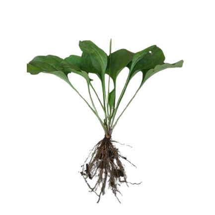 

Bibit tanaman herbal kiurat - daun sendok