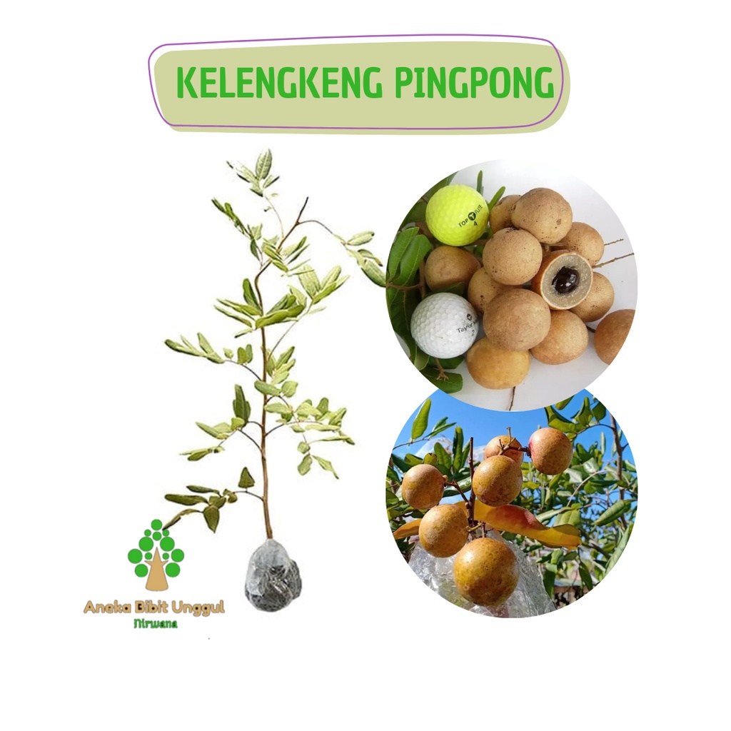 BIBIT KELENGKENG PINGPONG - KELENGKENG PINGPONG - BIBIT KELENGKENG - BIBIT LENGKENG PINGPONG - BIBIT