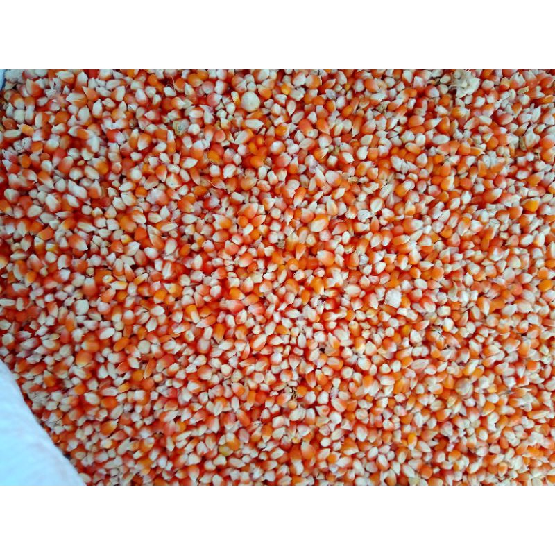 1kg jagung kristal pakan ternak/ jagung unyil/ jagung dara/ jagung merpati/ jagung pakan burung