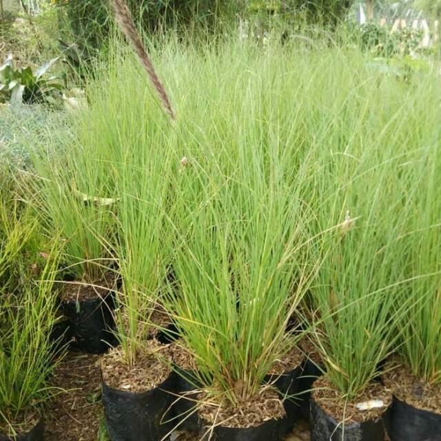 Tanaman Ekor Kuda Tanaman Hias Ekor Kuda Tanaman Alang Alang Hijau