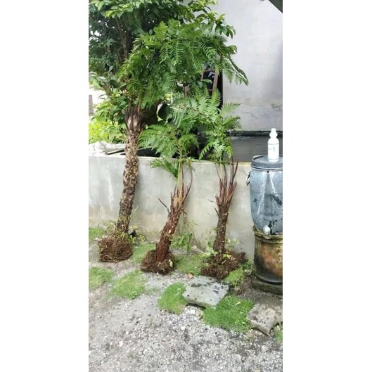 Pakis hutan Pakis monyet