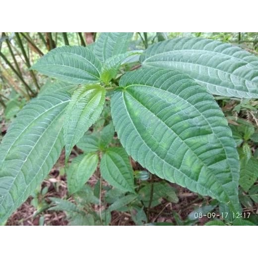 

COD Daun Pohpohan Poh pohan lalap sunda segar