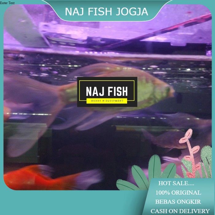 Ikan Kapiat Slayer Cakep Penghias Aquarium Aquascape Gojek Only