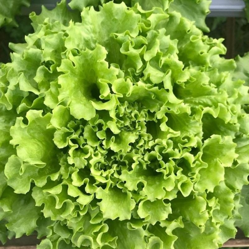 READY BIBIT SELADA BOKOR  500 BENIH (B.B.19)