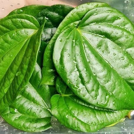 

Daun sirih Segar antiseptik / desinfektan alami