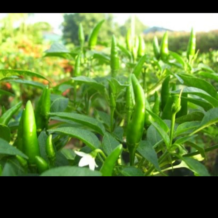 Bibit cabai hijau / cabai rawit hijau