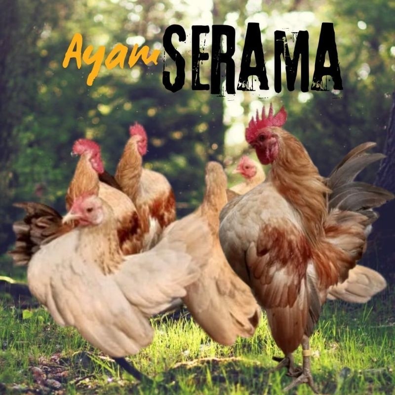 

telur ayam Serama kontes bisa untuk di tetaskan
