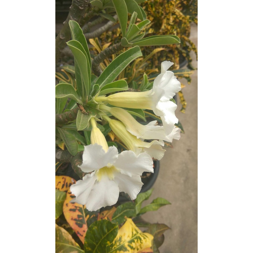 Murah Benih / Biji / Seed Bunga Adenium Obesum Putih / Kamboja Jepang