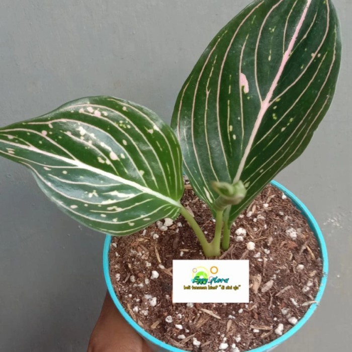 tanaman aglonema siti nurbaya