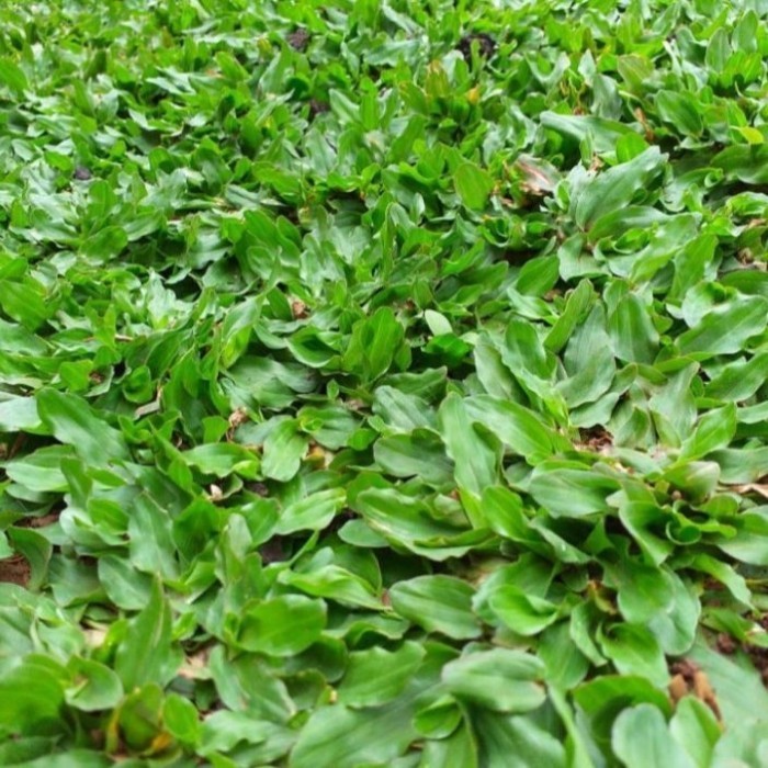 Bibit tanaman Rumput Gajah Mini  Hijau Cocok Buat Taman