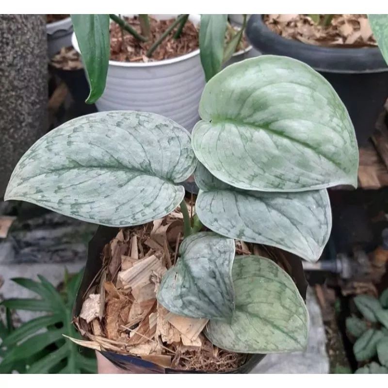 Tanaman Hias Scindapsus Silver Cloud