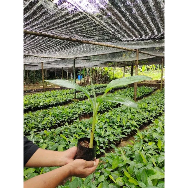 PROMO  BIBIT POHON PISANG BARANGAN MERAH
