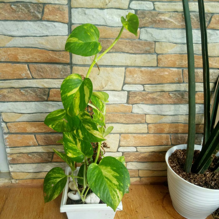 agodacollection87_mall sirih gading jumbo varigata +pot putih persegi+turus sabut kelapa