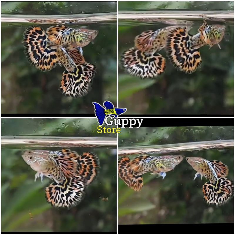 

packing (Guppy red leopard)+ bonus