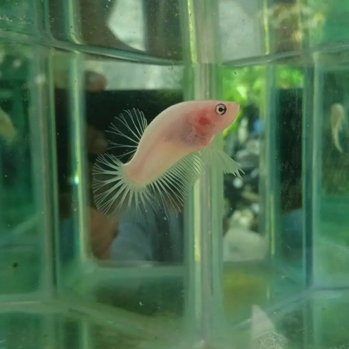 singletank cupang hias plakat red koi galaxy gold copper cooper RKC coper - cello