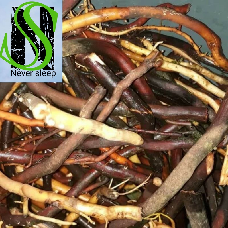 

Akar Kelapa Hijau Akar Herbal fresh 500 gram