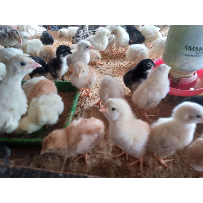 Ryani Farm ayam kampung asli - ayam kampung doc ayam kampung anak ayam kampung