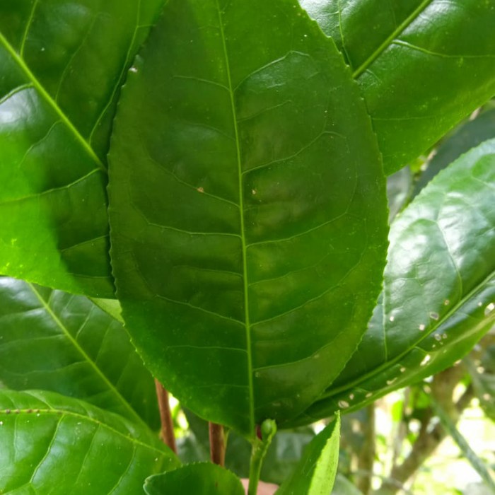 

BISA COD daun teh segar 250 gram