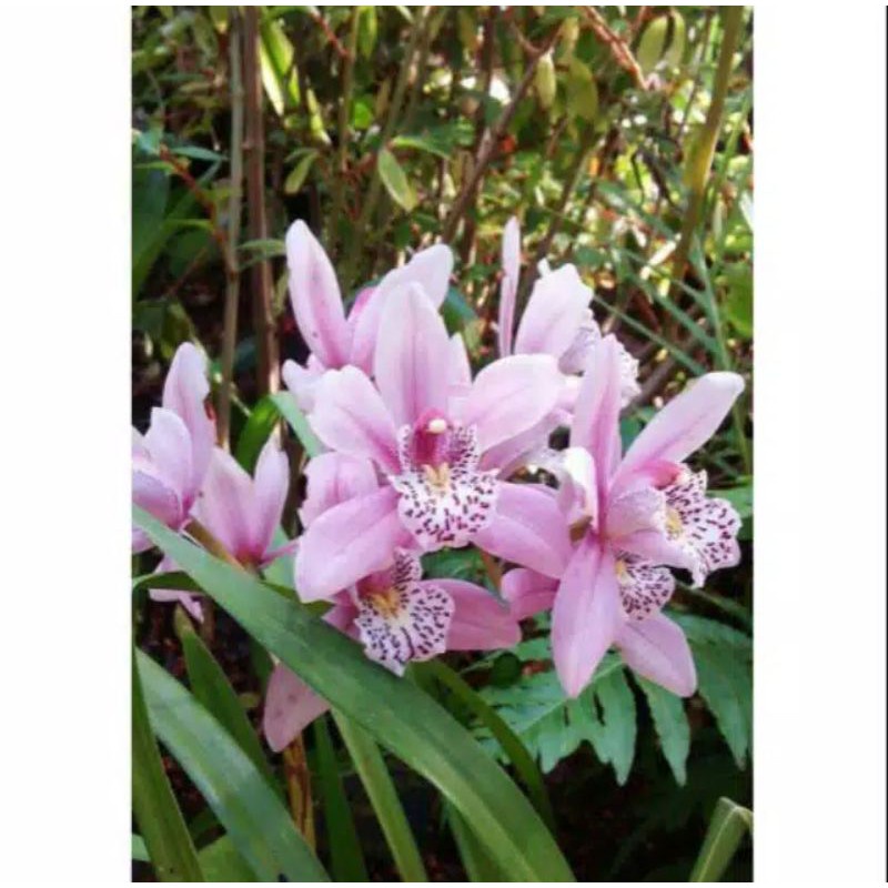 Anggrek Cymbidium Pink Totol - Tanaman Hias Hidup - Bunga hidup - Bunga hias