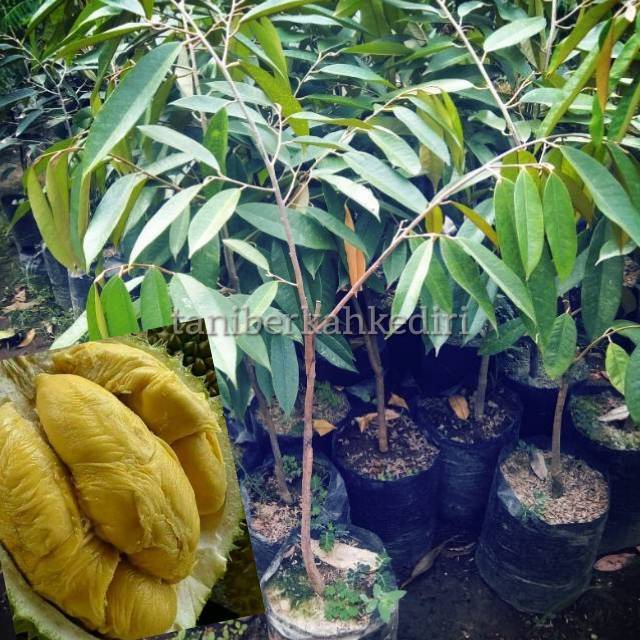 Bibit Durian Montong Okulasi