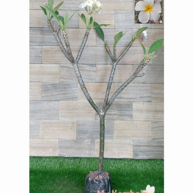 Tanaman hias kamboja bali 1 meter kuning,pink.putih