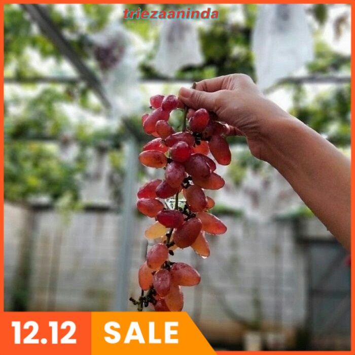 Pupuk Bunga & Pembesar Buah Anggur, Pupuk Anggur Brazil CEPAT BERBUAH