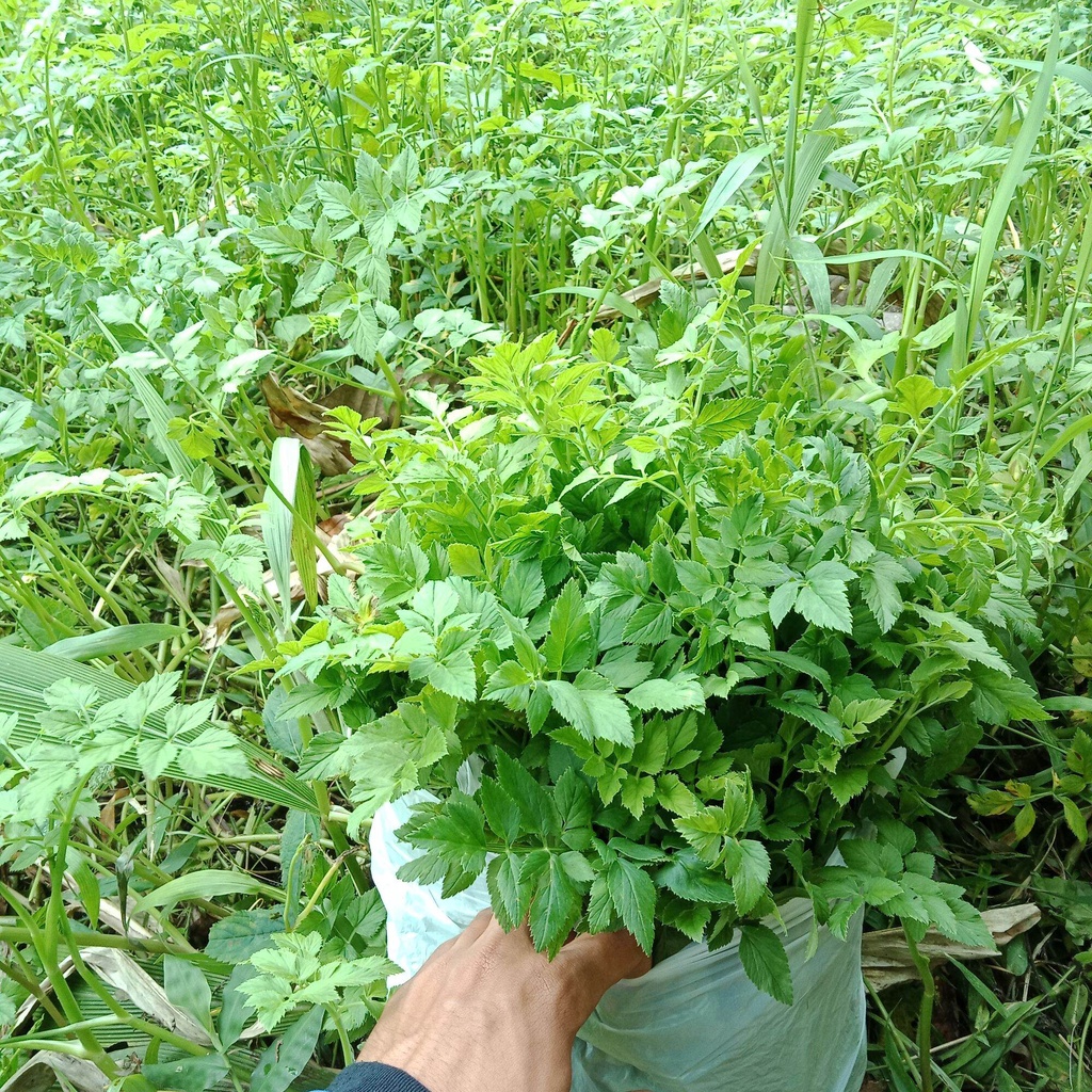 lalapan sayur tespong seladren daun tespong 500 gram