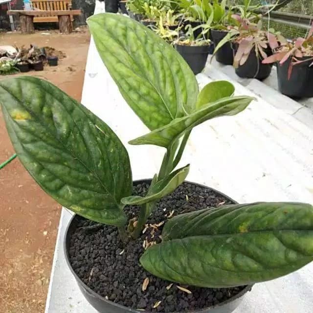 PROMO MURAH// tanaman hias sirih badak sirih hijau L-N-F