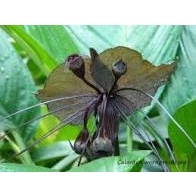 Tanaman bunga tacca / kelelawar hitam spesies