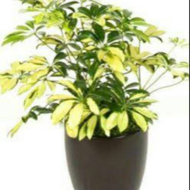 Tanaman hias walisongo golden varigata - daun walisongo varigata
