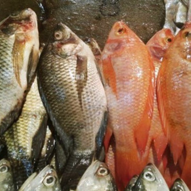 

Ikan Nila 1kg isi 4-5