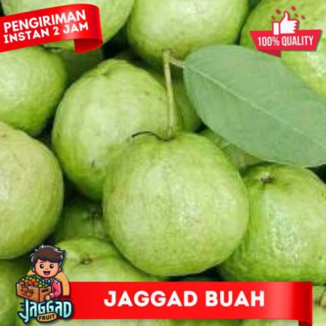 

BUAH JAMBU CRYSTAL / JAMBU KRISTAL / GUAVA FRESH Jaggad Fruit