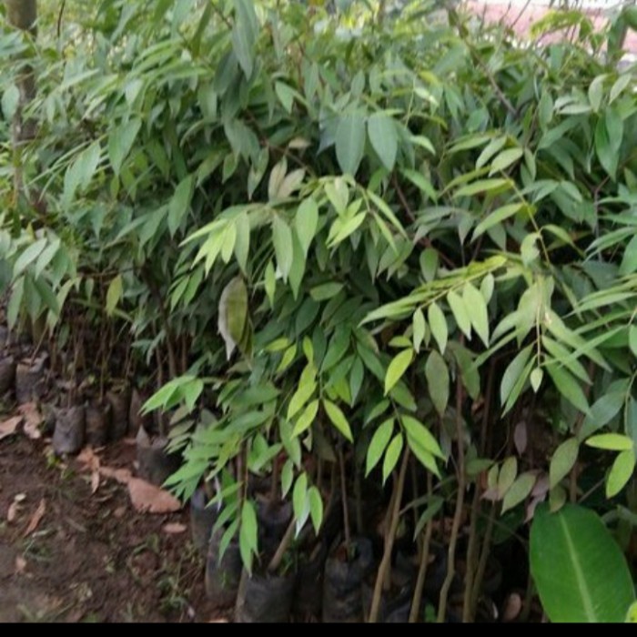 BIBIT POHON NAGASARI LANGKA/ BIBIT KAYU NAGASARI/TANAMAN NAGASARI