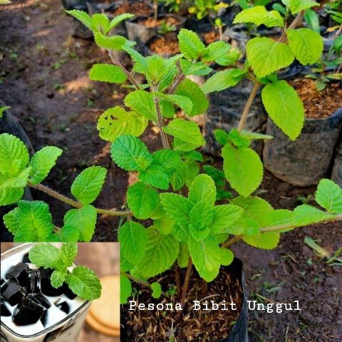 Bibit Cincau Hitam Asli | Bibit Tanaman Cincau Hitam Janggelan