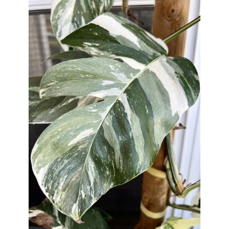 PROMO MONSTERA VARIGATA/Monstera Epipremnum Varigata