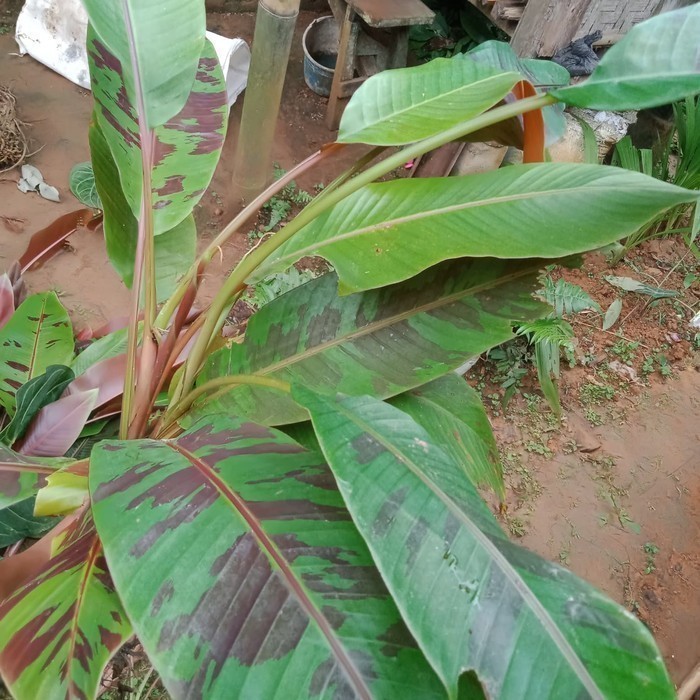 pohon pisang varigata merah ......
