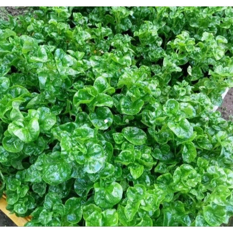10 Bibit Tanaman Bayam Brazil | Bayam Brajil Siap Tanam
