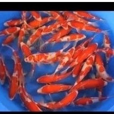 PROMO  Bibit Koi Kohaku sanke asli blitar isi 15 ekor perlengkapan akuarium