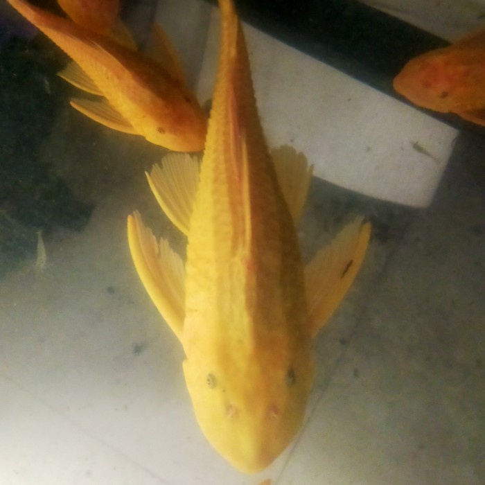 ikan sapu sapu albino jumbo 35-45 cm sapu sapu albino mentega jumbo 40 - 40cm up