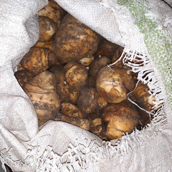 

temulawak / temu lawak segar fresh basah