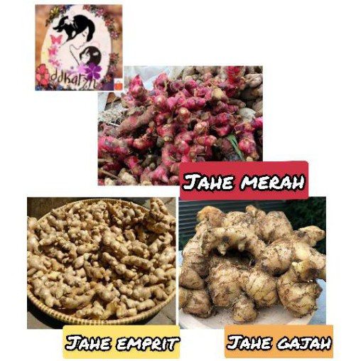 

Birdiemitrendy 500gr Jahe merah besar/jahe gajah super/jahe emprit /seger/utuh/