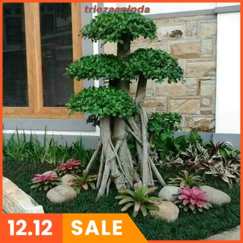 Hormon Bonsai, Nutrisi Tanaman bonsai serut, Pupuk Hormon Pemacu Tunas