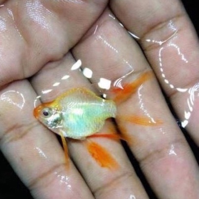 Sumatera Albino Balon / Sumatra Albino Tiger Barb / Ikan Hias
