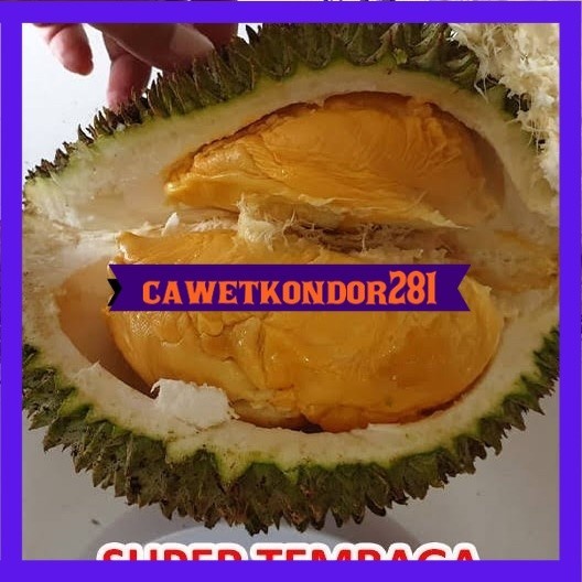 Bibit durian tembaga bangka super