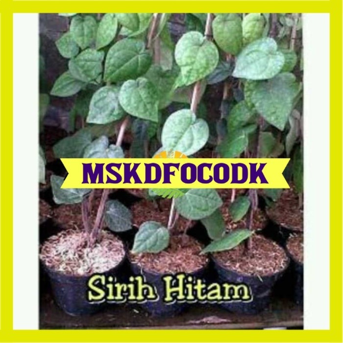 Asli Tanaman Sirih Hitam Terlaris