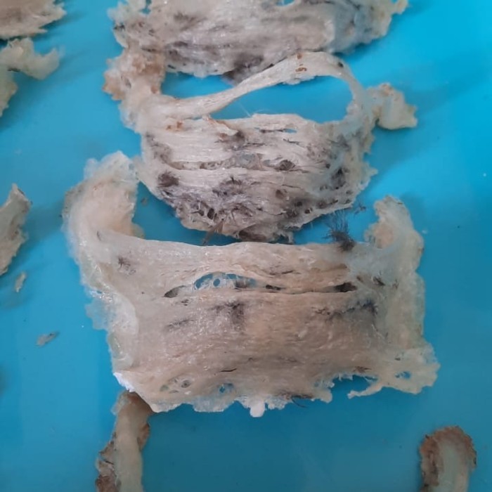 

Sarang Burung Walet Mangkok Kotor per Gram